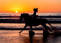 Morro Bay Horses on the Beach_MG_8590