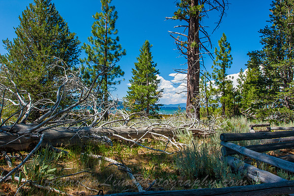 Tahoe Trees, Baldwin Beach_MG_5808