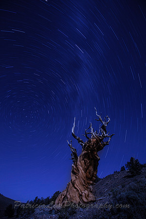 Bristlecone Pines, Eastern Sierras, Star Trails_MG_4448