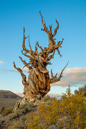 Bristle Cone Pines, Eastern Sierras_MG_4274