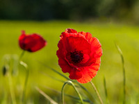 Red Poppies_all along side the roadMG_2459