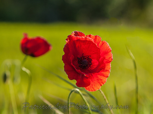 Red Poppies_all along side the roadMG_2459