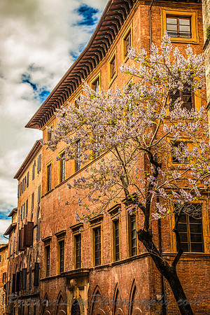 Siena_MG_3371