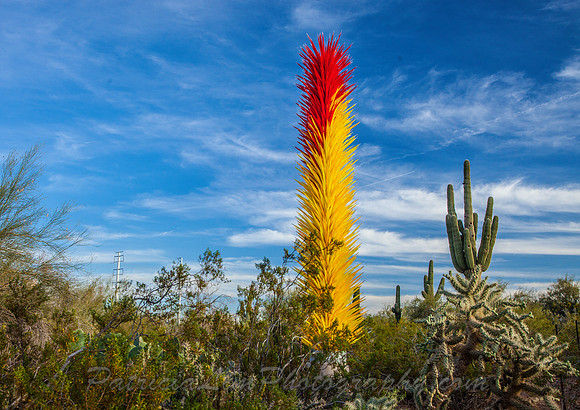 Chihuli_MG_7605