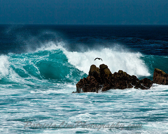 Pacific Grove_Beach 2 MG_0843
