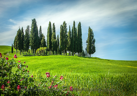 Grove of Cypress Trees_MG_5616
