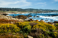 Carmel 17 mile Drive_MG_1057