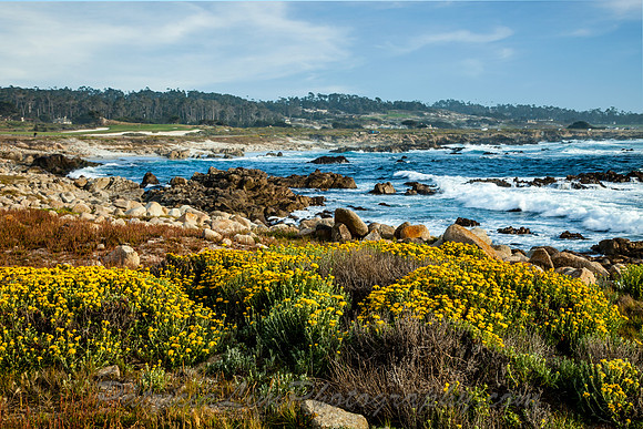 Carmel 17 mile Drive_MG_1057